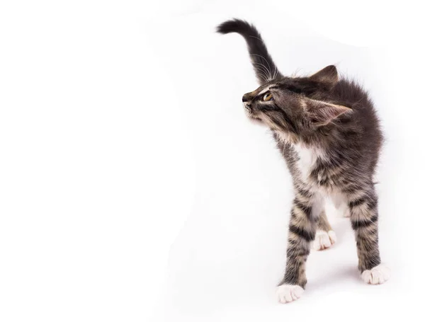 耳が固定された小さなグレーのキティは コピースペースと白の背景を 検索します — ストック写真
