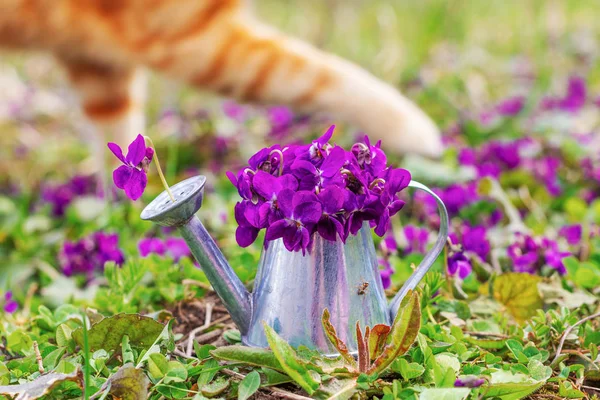 bouquet of forest flowers violets in a tin watering can on a flower meadow close-up and paws ginger cat in the background