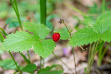 Yaz ormanında olgun çilek ile Bush vahşi çilek