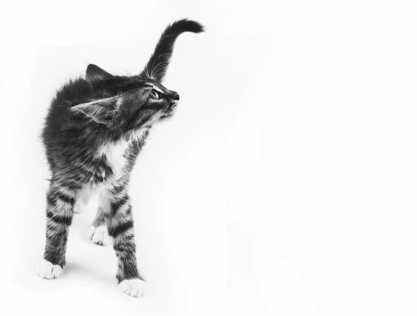Kleine Grijze Kitty Met Oren Vastgemaakt Kijkt Omhoog Witte Achtergrond — Stockfoto