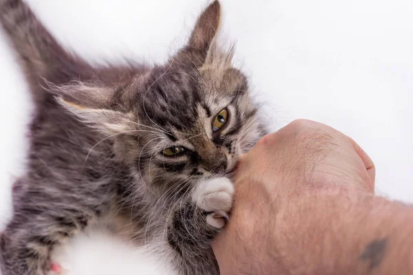 Pouco Cinza Gatinho Jogando Mordendo Mão Homem Fundo Branco Com — Fotografia de Stock