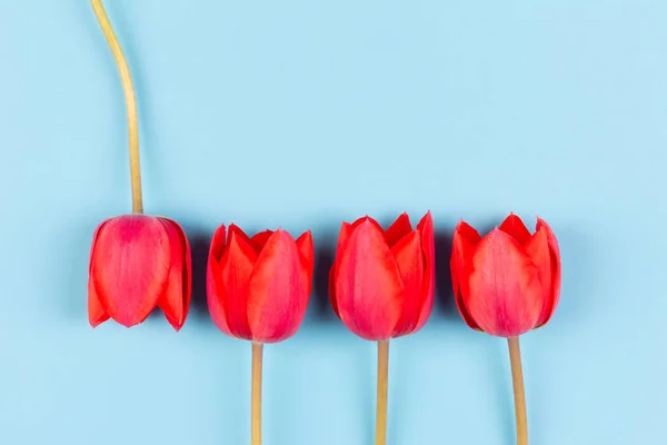 Bourgeons Tulipes Rouges Sur Fond Bleu Avec Espace Copie Vue — Photo