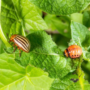 Colorado patates böceği ve larva yeme patates yaprakları