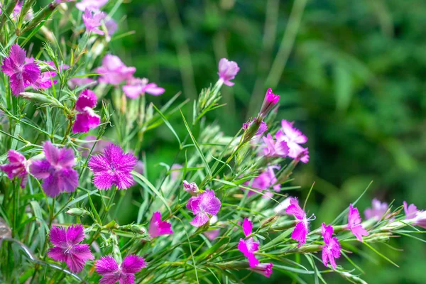 Bouquet Garofani Selvatici Uno Sfondo Naturale Verde — Foto Stock