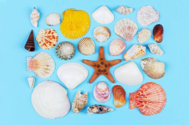 deniz kabukları ve denizyıldızı seti mavi arka plan üst görünümünde, düz yatıyordu