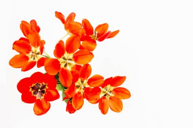 Beyaz arka plan üzerinde açık tomurcukları ile kırmızı lale buketi, üst görünüm kopyalama alanı