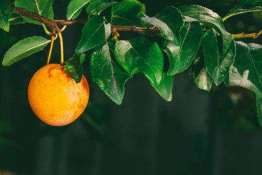 Yaz bahçesi closeup yeşil yaprakları ile dal üzerinde erik Olgun sarı meyveleri