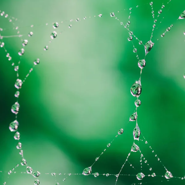 クモの巣に朝の春や夏露と緑の背景 — ストック写真