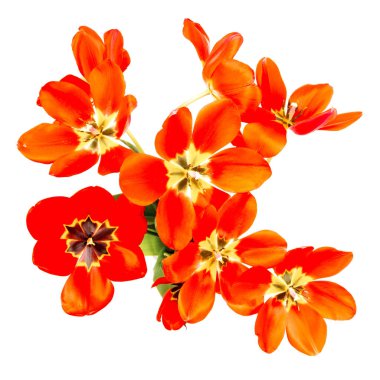 Beyaz arka planda izole açık tomurcukları ile kırmızı lale buketi, üst görünümü