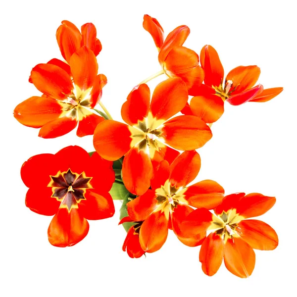 Beyaz arka planda izole açık tomurcukları ile kırmızı lale buketi, üst görünümü