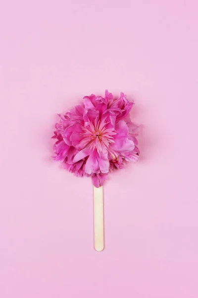 abstract ice cream, pink peony flower on wooden ice cream stick on pink background top view. Flat lay summer food background