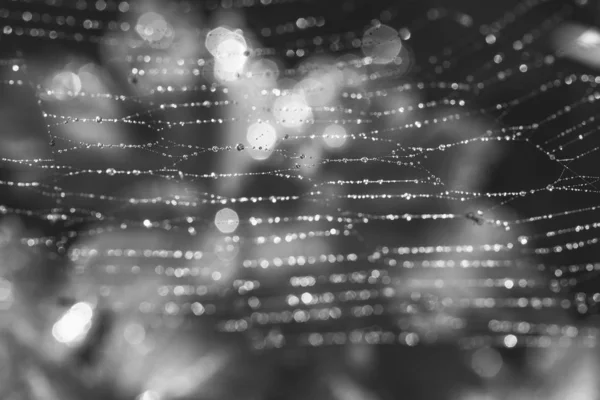 Background Morning Spring Summer Dew Cobweb Black White Photography — Stock Photo, Image