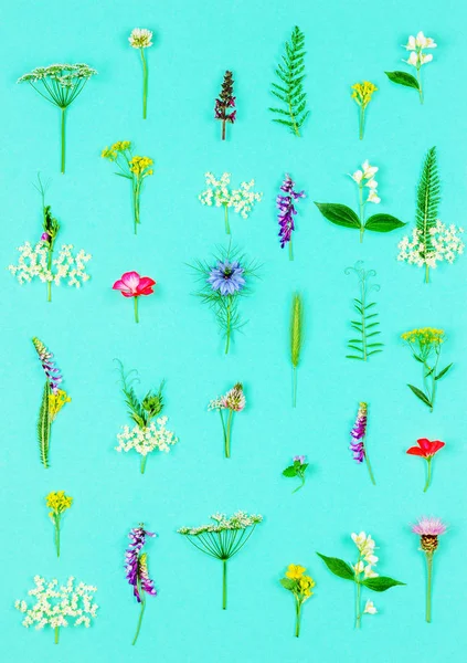 Цветочный Узор Диких Целебных Цветов Трав Фоне Мятного Цвета — стоковое фото