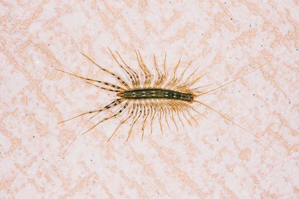 Átlagos Császárlégykapó Scutigera Coleoptrata Légykapó Centipede Rovarok Ragadozó Közelről Falon — Stock Fotó