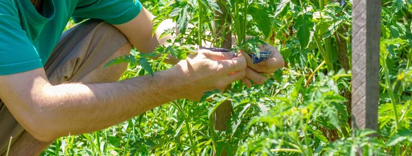 Manliga Händer Bundna Gröna Buskar Tomater Grönsaksträdgård Varm Sommardag — Stockfoto