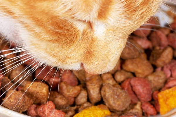 Casa Gato Rojo Comer Comida Seca Primer Plano — Foto de Stock