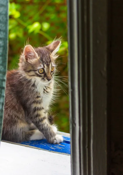 Gatito Gris Sentado Ventana — Foto de Stock