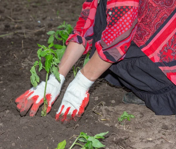 Flicka Plantering Plantor Tomater Marken — Stockfoto