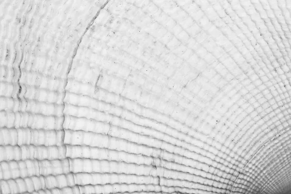 Background Texture White Seashell Black White Macro Photo — Stock Photo, Image