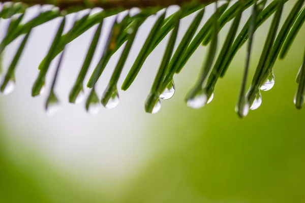 光と緑の背景にクリスマスの針に夏や春の雨のマクロ写真ドロップ — ストック写真