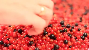 kadın el siyah ve kırmızı frenk üzümü çilek seçer