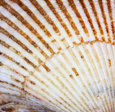 makro doku seashell üst görünüm yakın çekim
