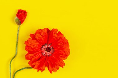 kopya alanı düz yatıyordu ile sarı arka plan closeup üst görünümünde çiçekler kırmızı haşhaş