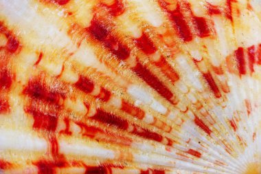 deniz kabukları üst görünüm closeup doku makro fotoğraf