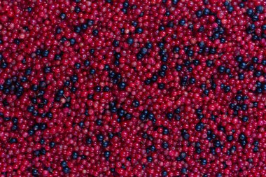 kırmızı ve siyah frenk üzümü karışımı, üst görünümü