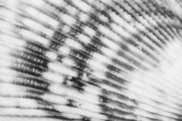 Macro Photo Seashell Texture Black White Photo — Stock Photo, Image