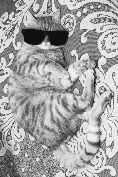条纹猫在黑色眼镜躺在沙发上 黑白照片 — 图库照片