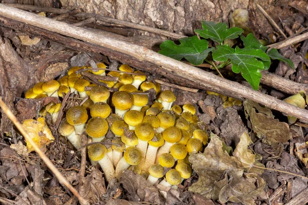 Jonge Paddestoelen Honingzwam Het Herfst Bos — Stockfoto