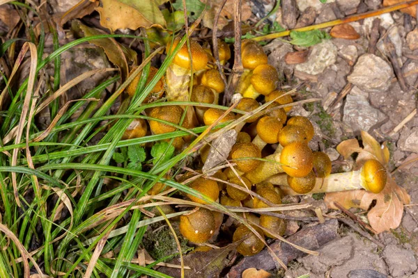 Jeunes Champignons Miel Agaric Sous Bush Herbe Verte Vue Dessus — Photo