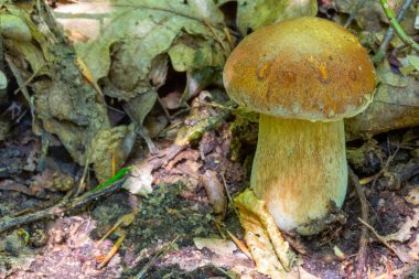 Yenilebilir beyaz mantar boletus ormanda yaz sabahı yakın