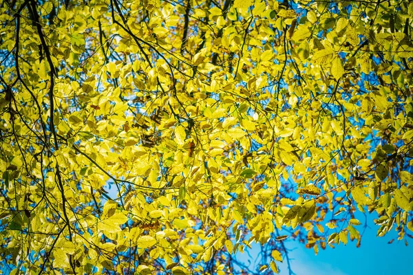 青い空に黄色の秋の葉 — ストック写真