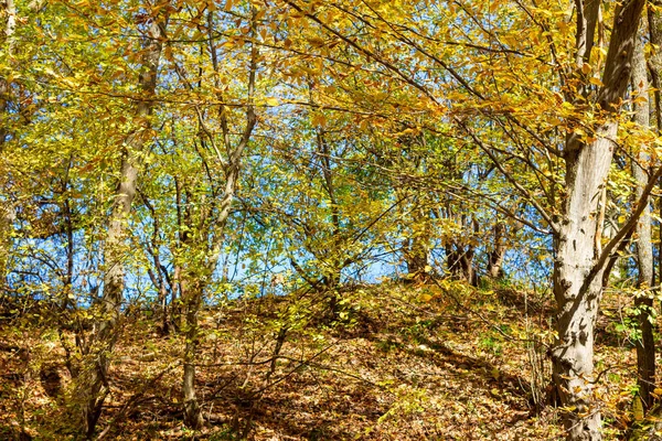 Colorido Bosque Otoño Cálido Día Soleado —  Fotos de Stock