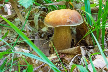 yaz günü yeşil çim yenilebilir beyaz mantar boletus