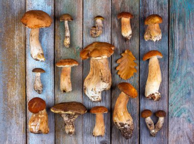 yenilebilir porcini boletus mantar ve ahşap retro arka plan üzerinde meşe sarı yaprak yakın çekim, üst görünüm düz yatıyordu