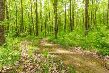 yaz veya ilkbahar yaprak döken ormanda sıcak bir Güneşli gün yol
