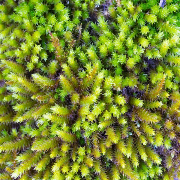 Foto Macro Uma Vista Superior Musgo Florescente — Fotografia de Stock