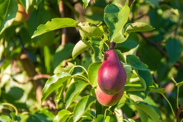 Onrijpe Peren Onder Groene Bladeren Peerboom Takken Zonnige Zomer Ochtend — Stockfoto