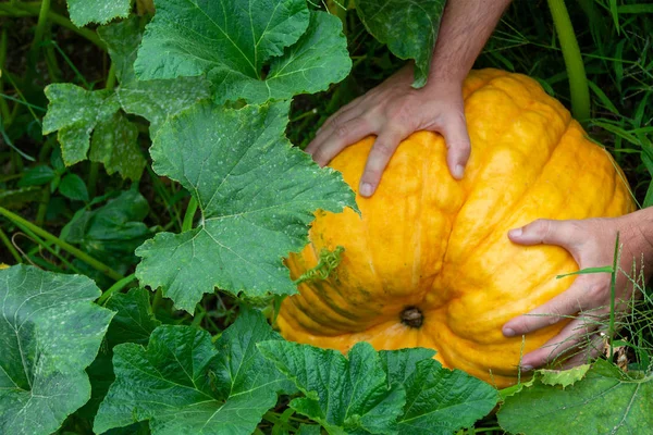 Grande Zucca Matura Negli Uomini Mani Tra Foglie Verdi Vista — Foto Stock