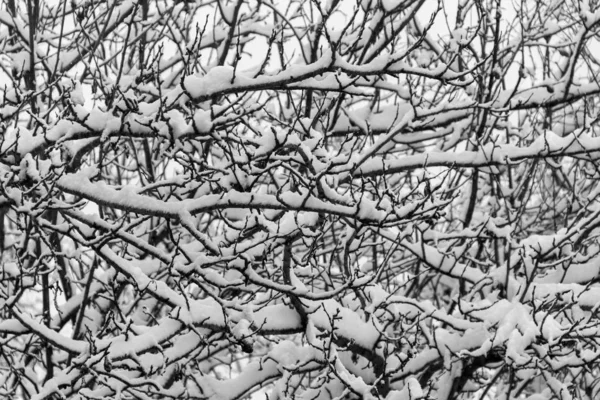 Schnee Auf Ästen Schwarz Weiß Foto — Stockfoto