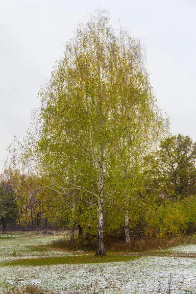 Höstlandskap Med Björkar Molnigt Kallt November Morgon Den Gamla Parken — Stockfoto