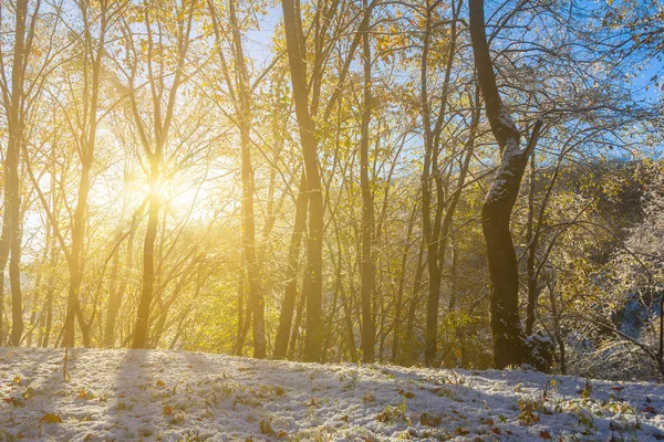 Paisaje Otoño Los Rayos Del Sol Naciente Primera Nieve Bosque —  Fotos de Stock