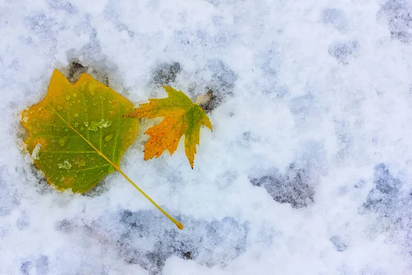 Hojas Amarillas Arce Caído Nieve Vista Superior Desde Espacio Copia —  Fotos de Stock