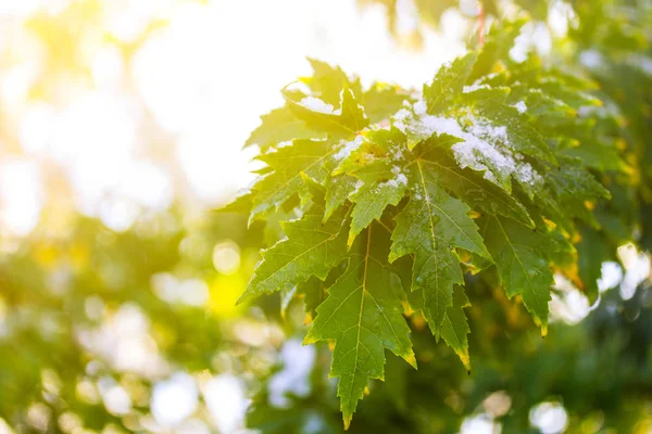 Gałąź Drzewa Klonowego Zielonymi Liśćmi Śniegu Promieniach Wschodzącego Słońca — Zdjęcie stockowe