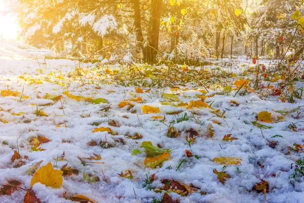 Paisaje Otoñal Con Hojas Arce Brillante Nieve Parque Una Soleada —  Fotos de Stock