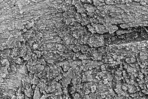 Textura Staré Desky Dubového Dřeva Pokryté Černou Bílou Fotografií — Stock fotografie
