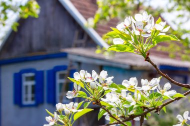 Çiçek açan bir armudun dalları bir köy evinin arka planında, ılık bir bahar günü.